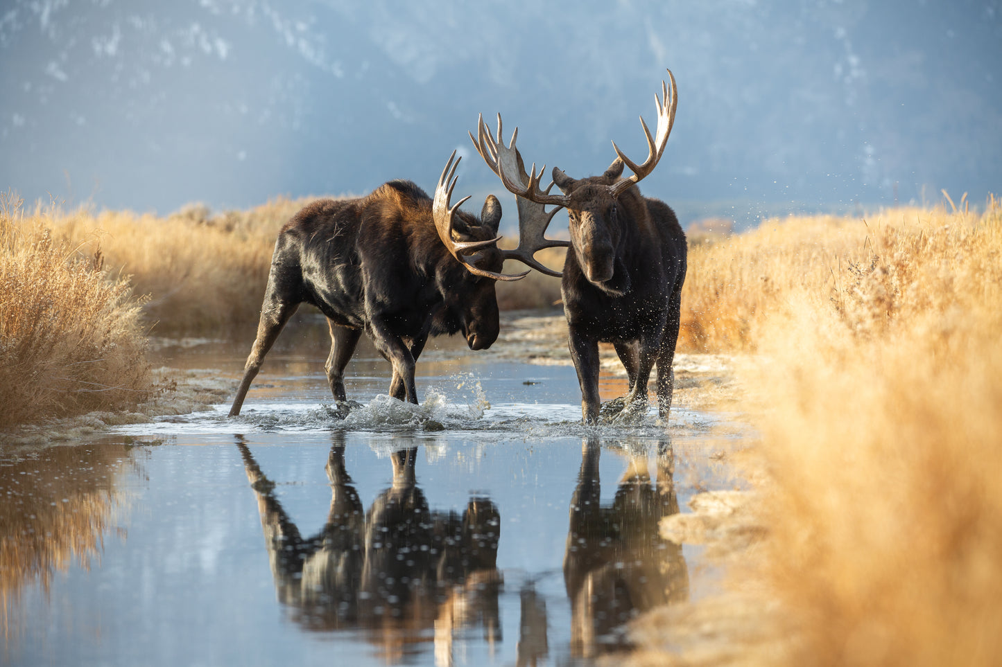 Moose Reflections