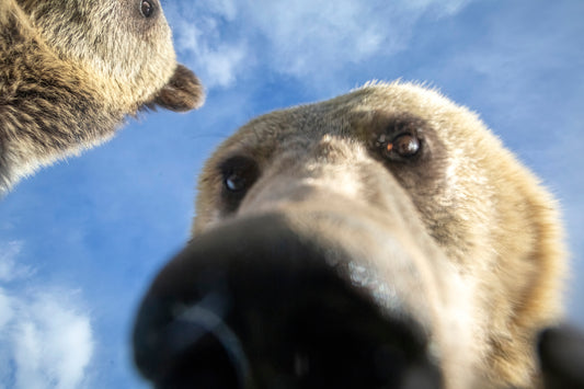 Grizzly Bear Selfie