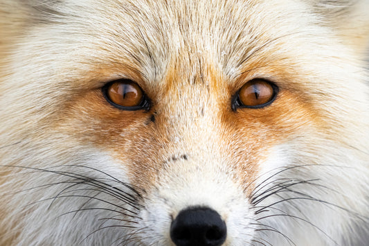 Fed Fox Dead Fox